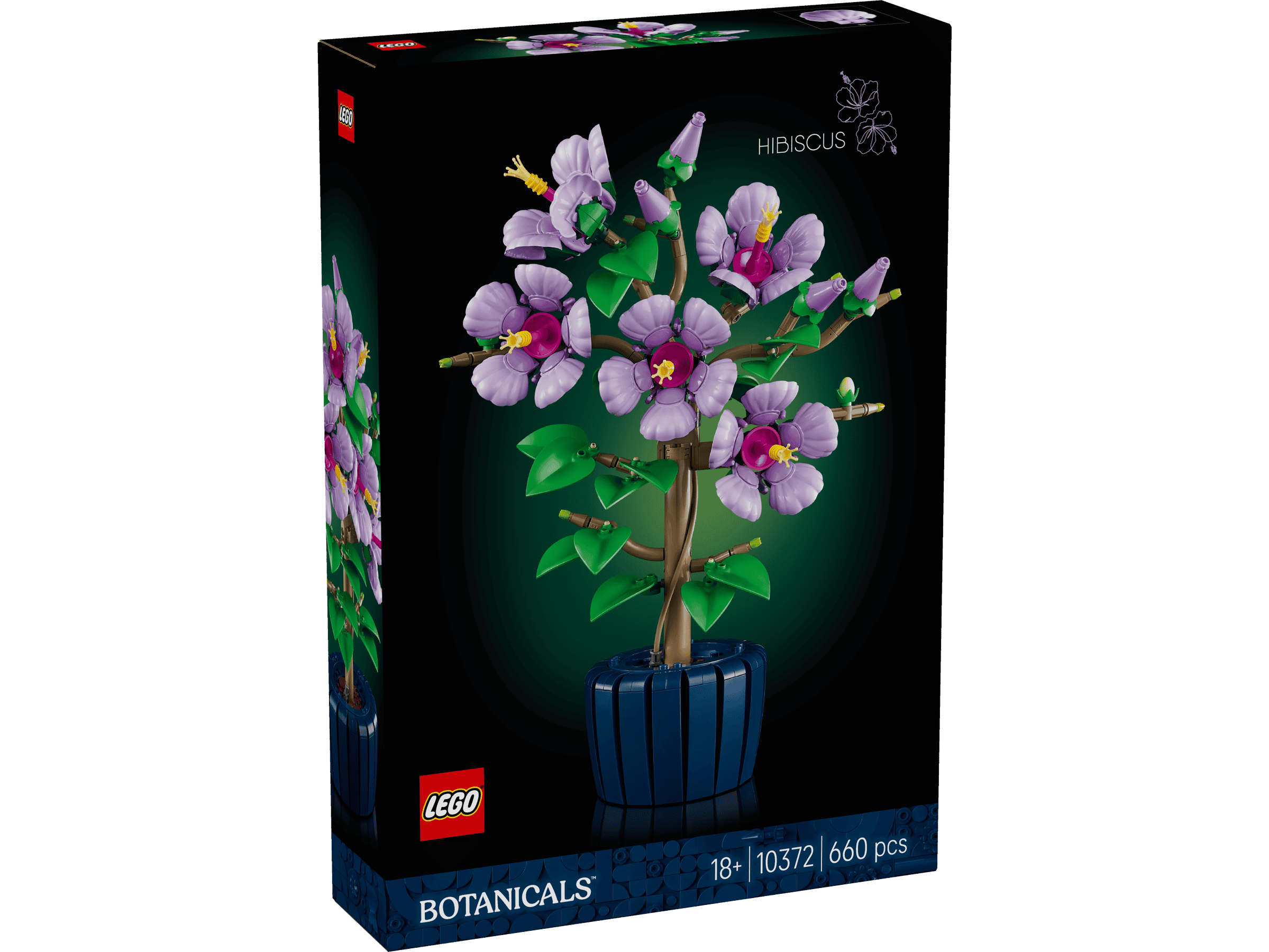 Hibiskus 10372